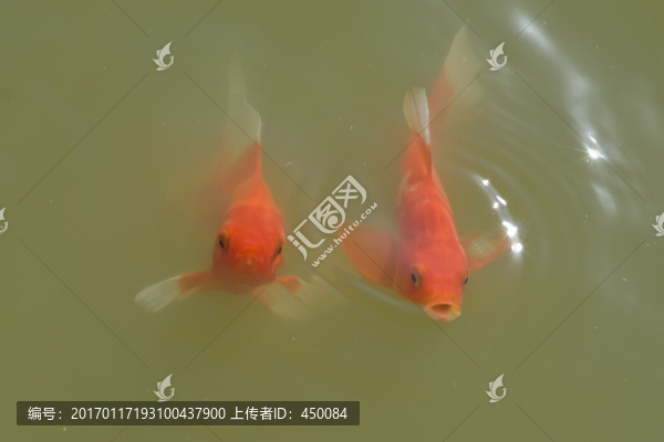 錦鯉