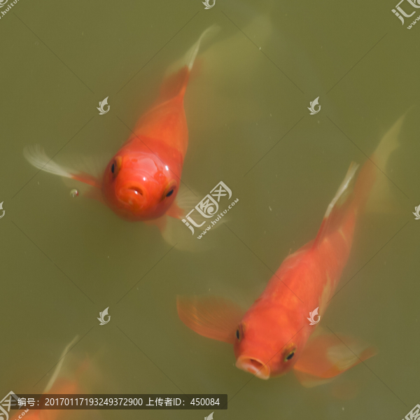 錦鯉