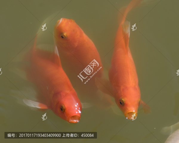 錦鯉