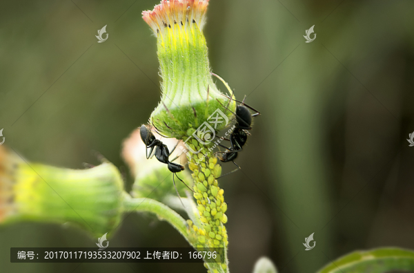 黑蟻與蚜蟲