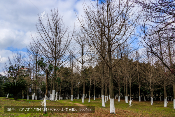 樹木,公園,藍(lán)天,樹枝,冬季