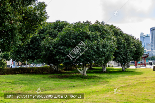 樹木,公園,藍天,樹枝,冬季
