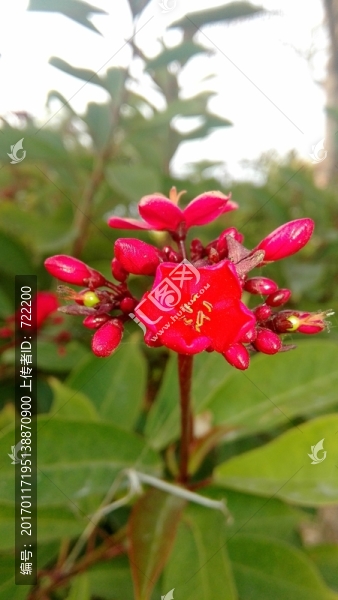小花