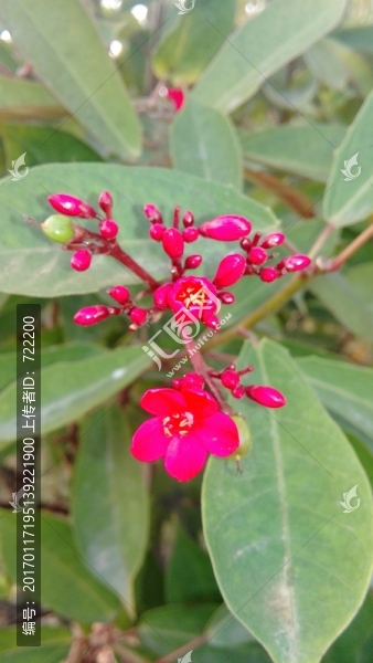 小花