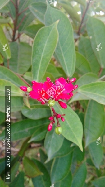 小花