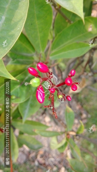 小花