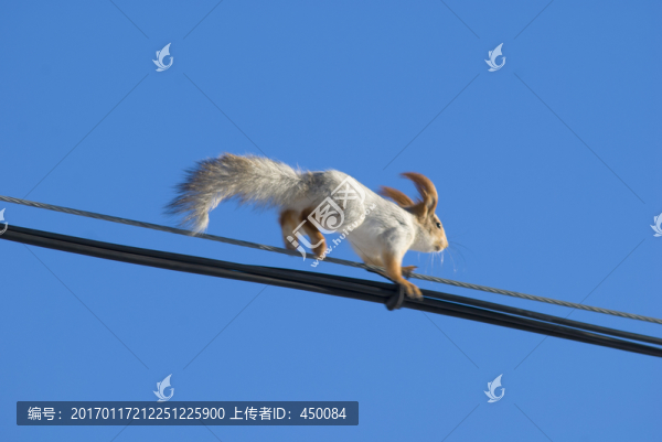 松鼠