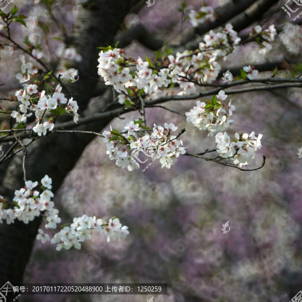 櫻花