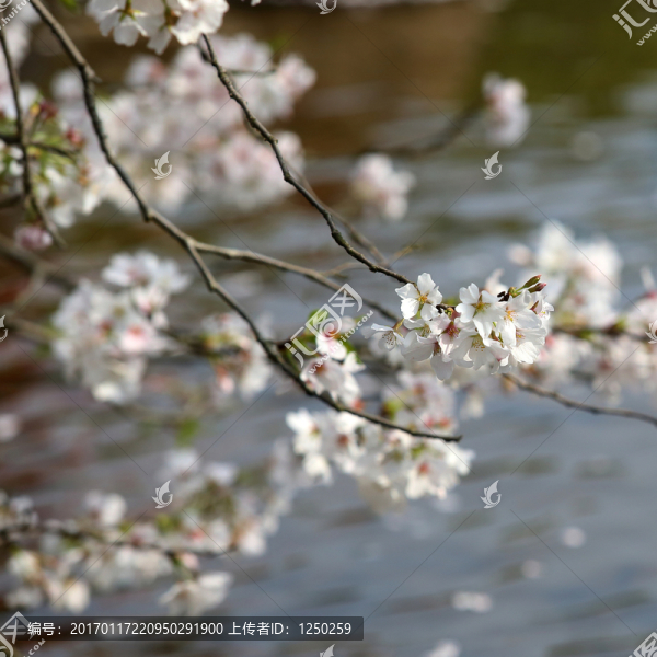 河畔櫻花