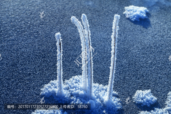 冰河草葉霜花