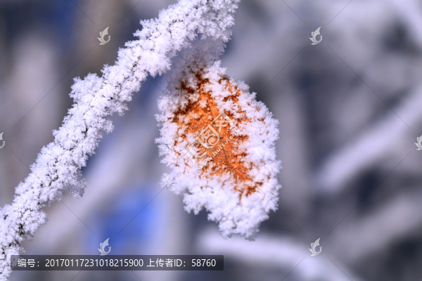 紅葉霜花