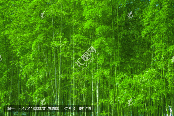 竹林背景,高清竹林