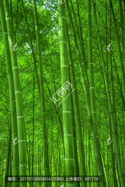 竹林背景,高清竹林