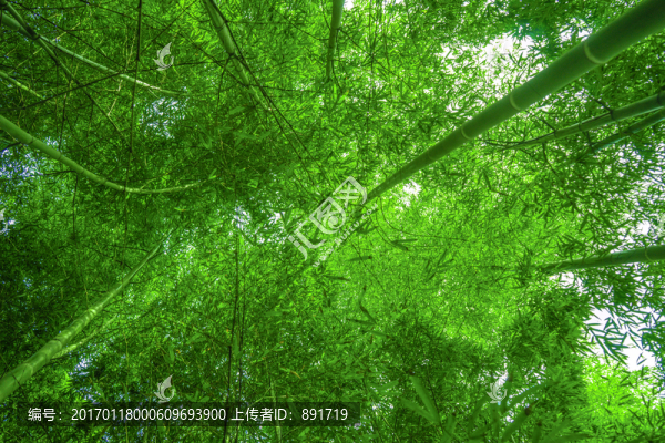 竹林背景,高清竹林