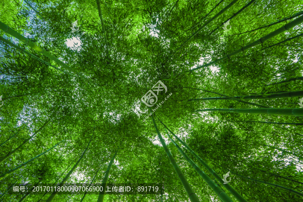 竹林背景,高清竹林