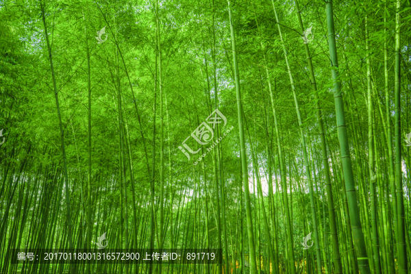 竹林背景,高清竹林