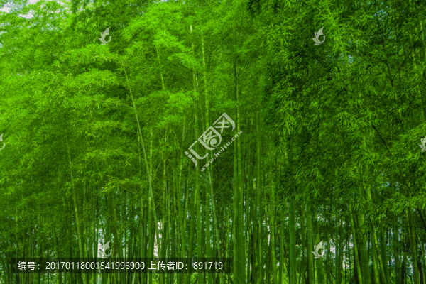 竹林背景,高清竹林