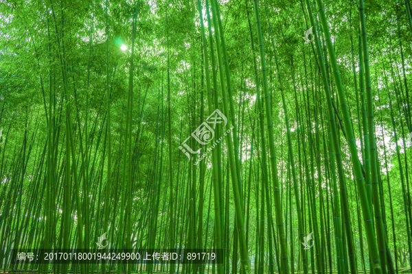 竹林背景,高清竹林