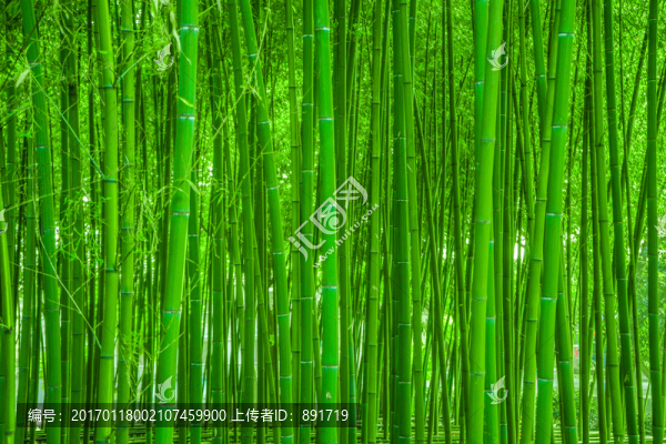 竹林背景,高清竹林