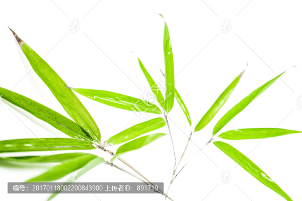 竹葉高清,葉子素材,樹葉素材