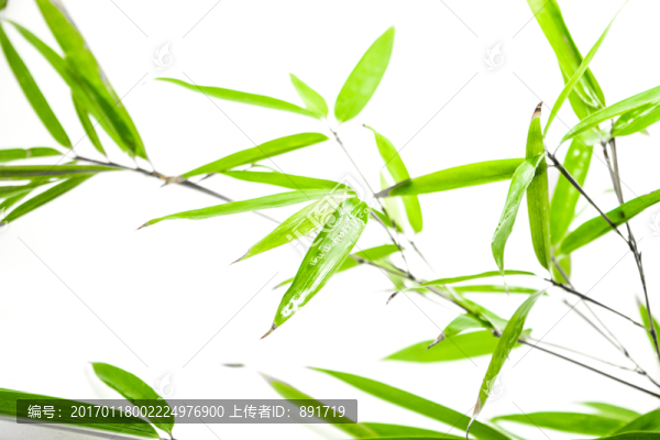 竹葉高清,葉子素材,樹葉素材
