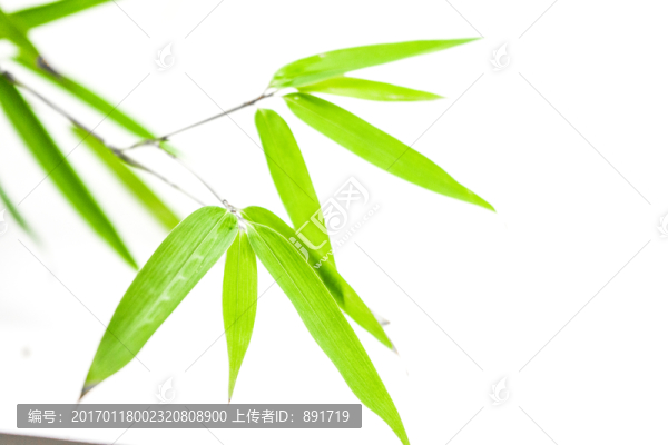 竹葉高清,葉子素材,樹(shù)葉素材
