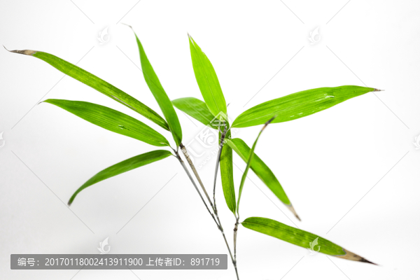 竹葉高清,葉子素材,樹葉素材