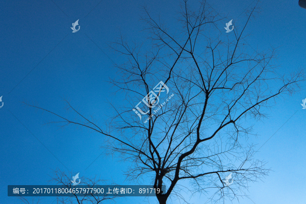 枯樹,枯樹無框畫,抽象畫