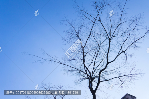 枯樹(shù),枯樹(shù)無(wú)框畫,抽象畫