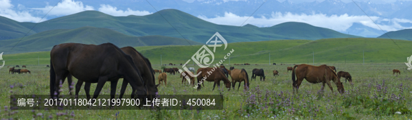 昭蘇馬場