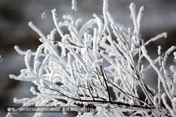 霧凇,樹(shù)掛,潔白,白雪