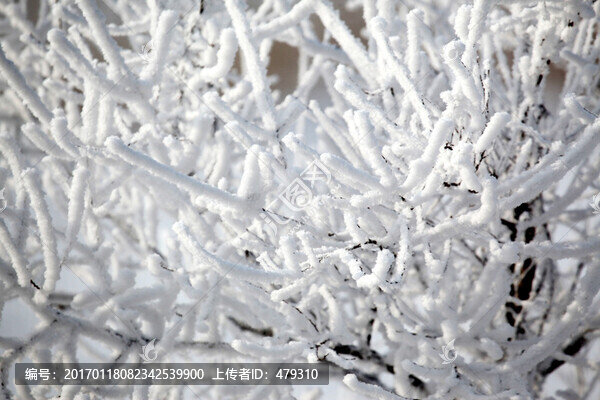 霧凇,樹(shù)掛,潔白-匯圖網(wǎng) www.fosd68.com 霧凇,樹(shù)掛,潔白