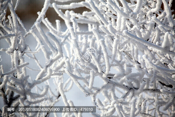 霧凇,樹掛,潔白,白雪