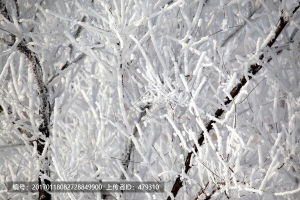 霧凇,樹(shù)掛,潔白,白雪,冬