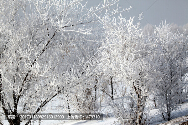 霧凇,樹掛
