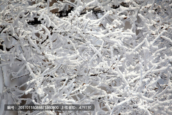 霧凇,樹掛,潔白,白雪