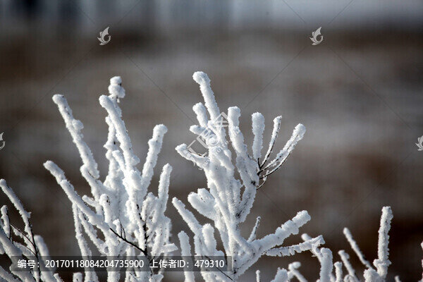霧凇,樹掛,潔白,白雪