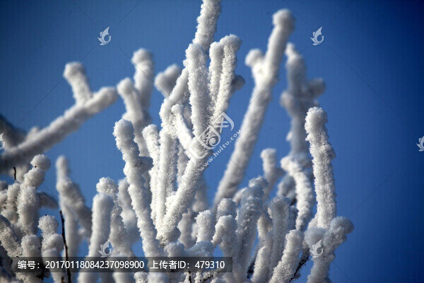霧凇,樹掛,潔白,白雪