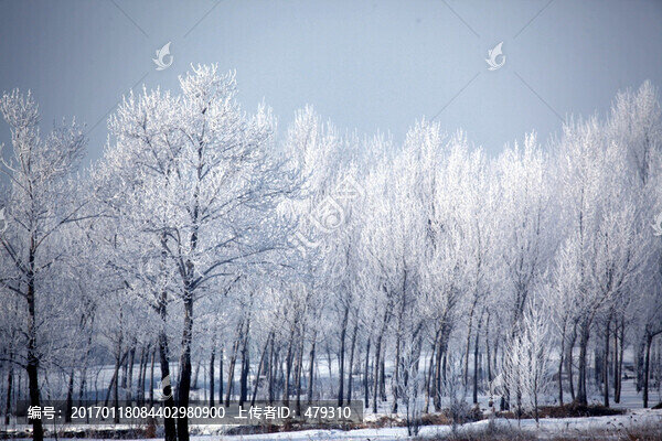 霧凇,樹掛,潔白,白雪