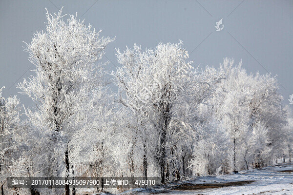 霧凇,樹掛,潔白,白雪,冬季