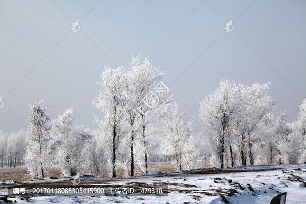 霧凇,樹掛,潔白,白雪,冬季