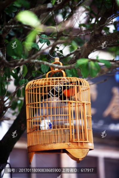 鳥籠