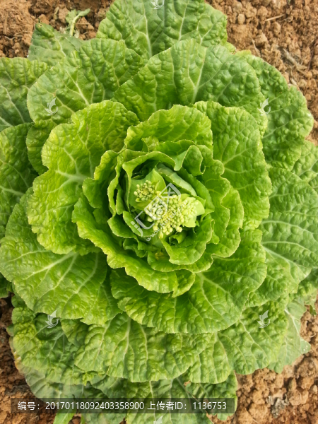 蔬菜