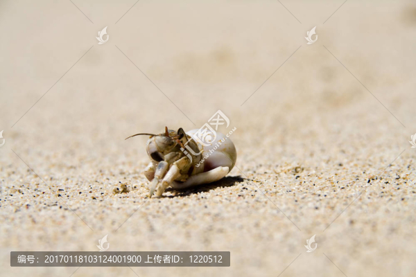 好奇的螃蟹