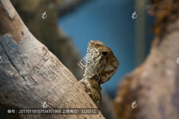小蜥蜴垂直