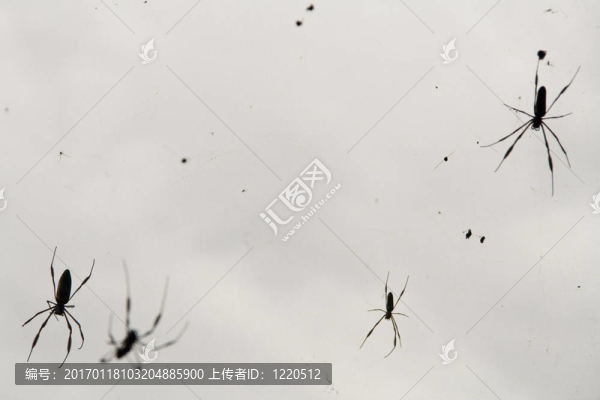 蜘蛛領(lǐng)域
