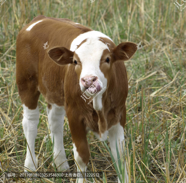 一頭小牛伸出舌頭