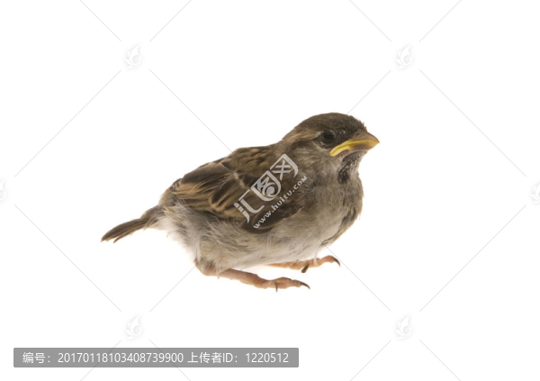 小家雀