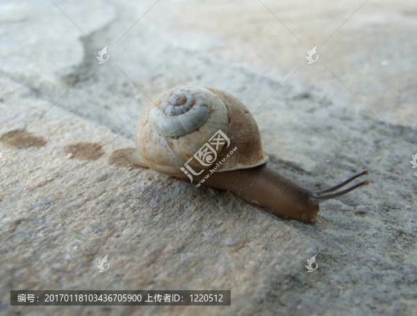 蝸牛