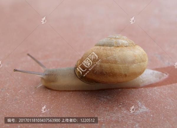 蝸牛